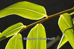 bamboo leaves thumbnail graphic